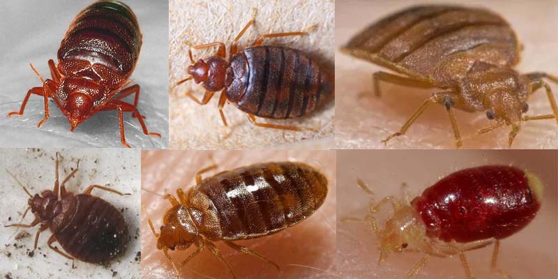 jak wygląda pluskwa